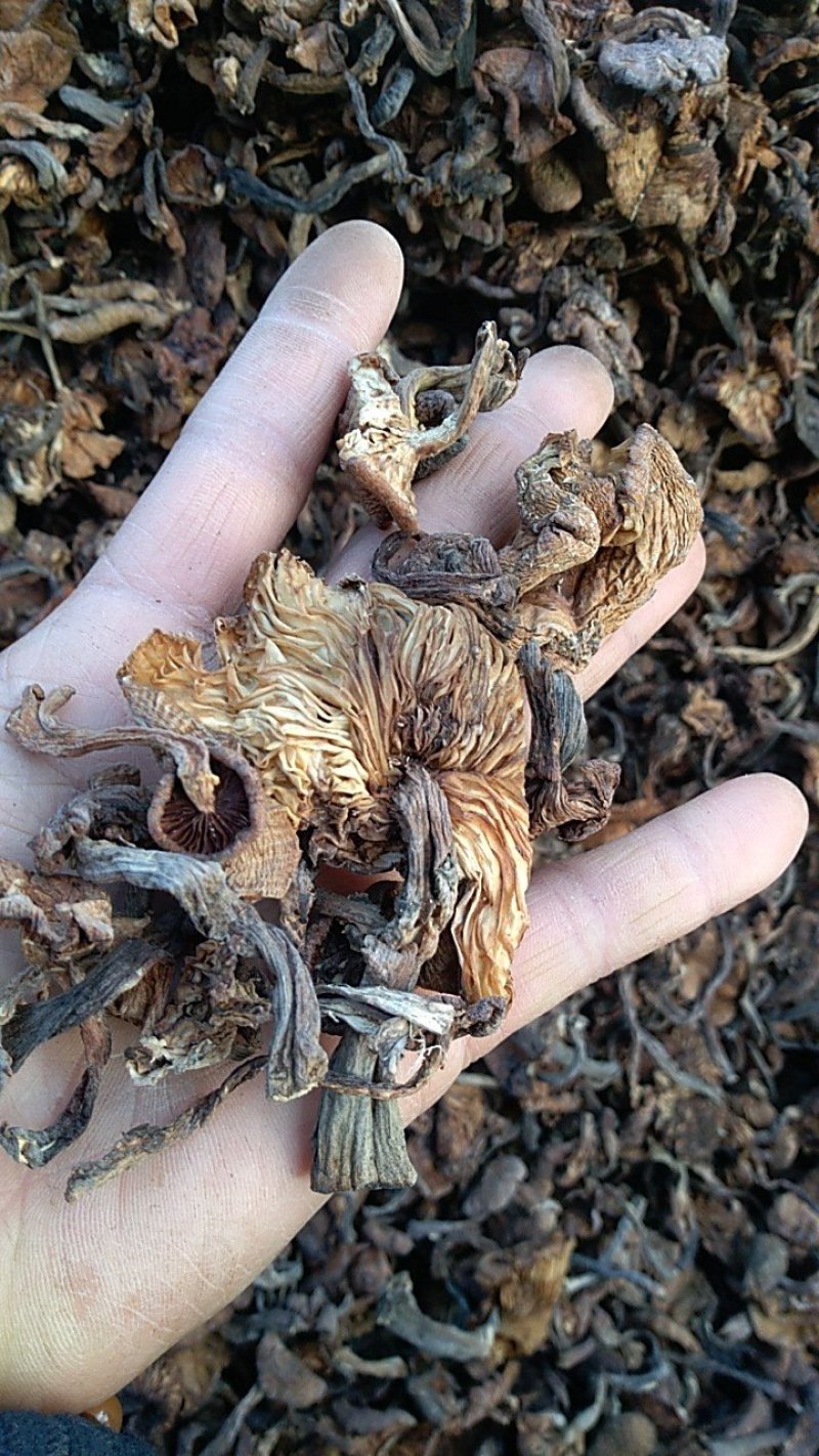 食用菌干榛蘑片