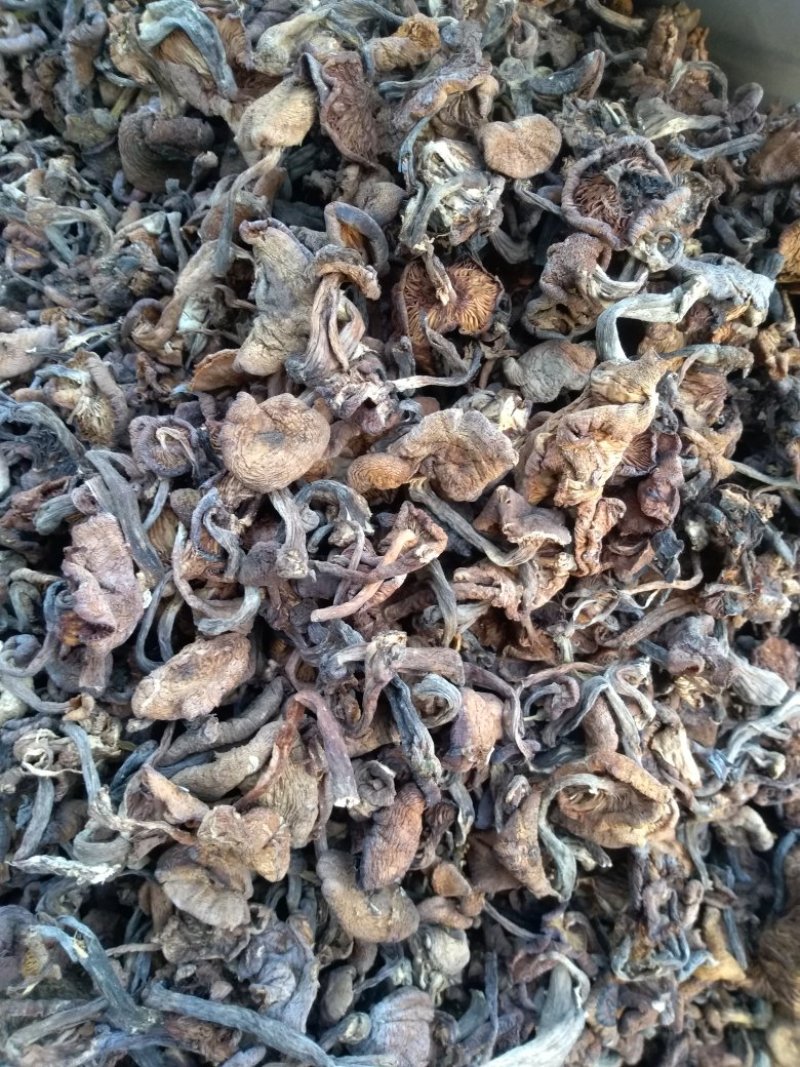 食用菌干榛蘑片