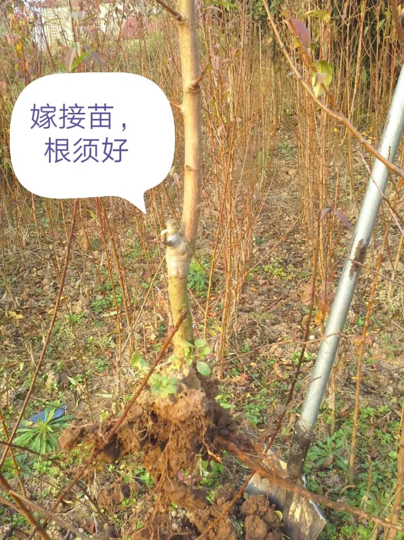李子树苗红宝石李子树苗二年苗第二年可以结果包技术