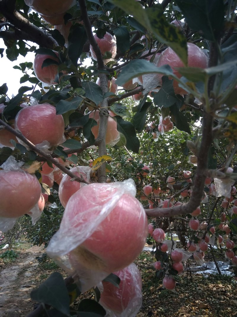 富士苹果，白萝卜。