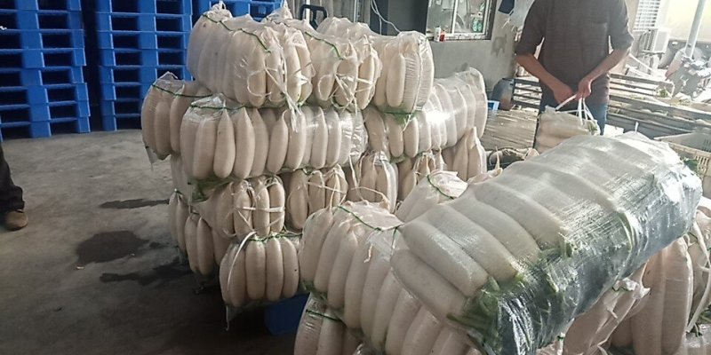 白萝卜️️大量上市中！！