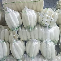 白萝卜️️大量上市中！！