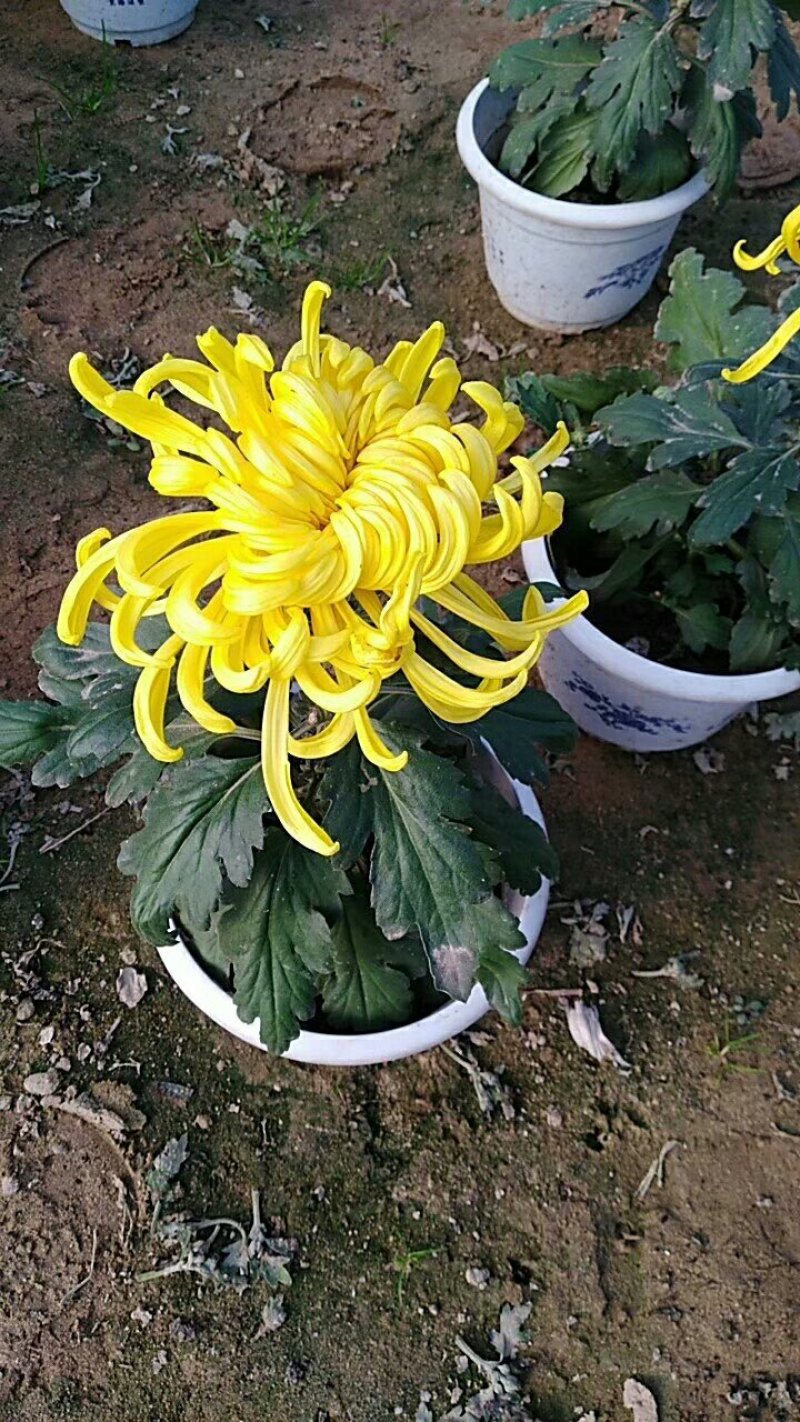 菊花