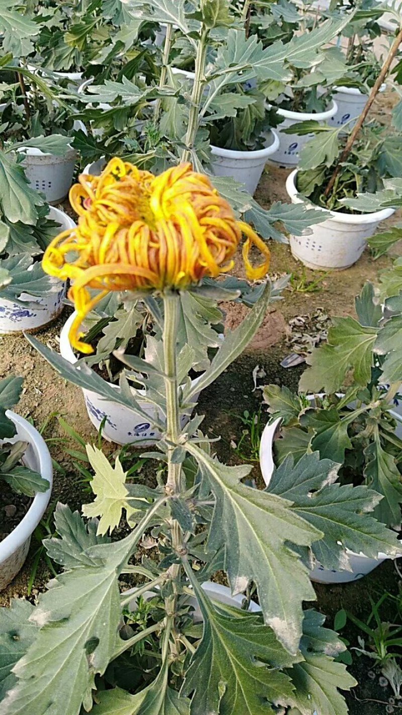 菊花