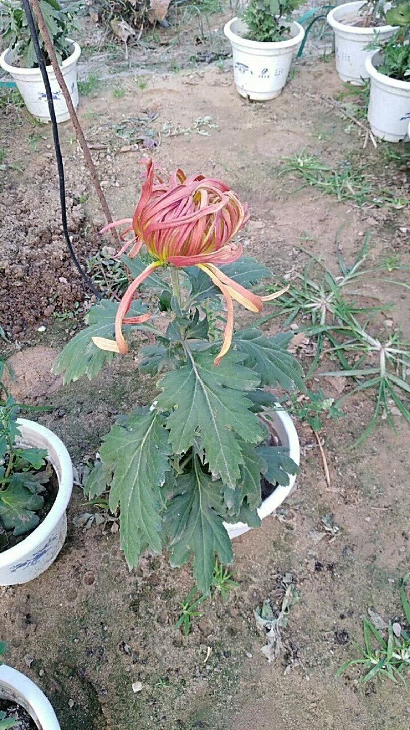 菊花