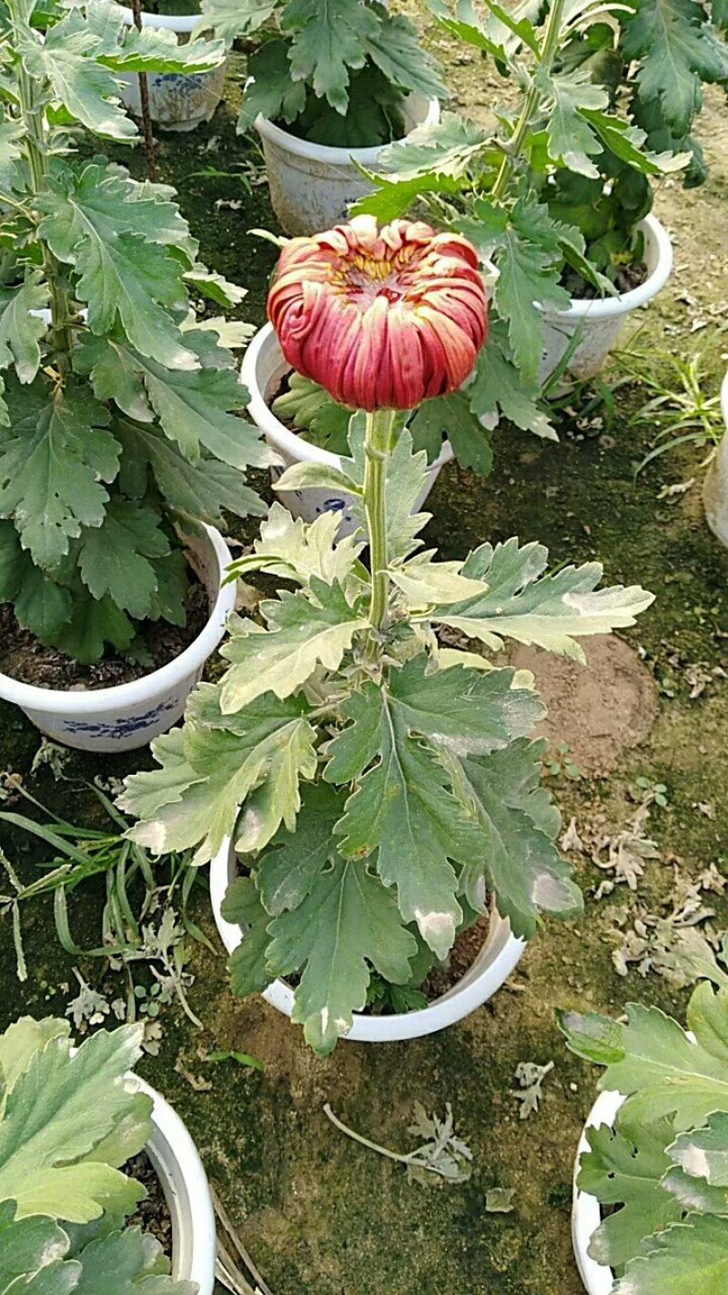 菊花