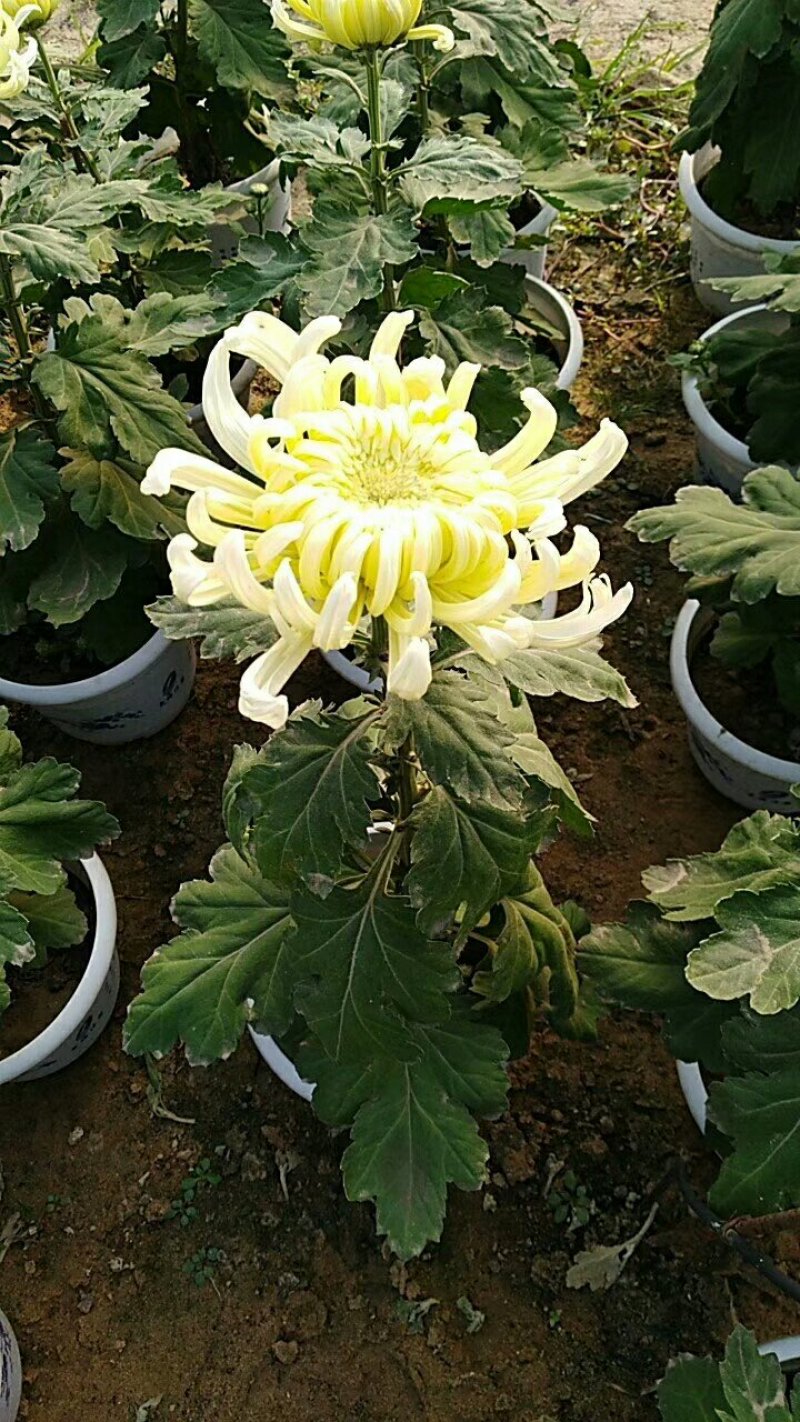 菊花