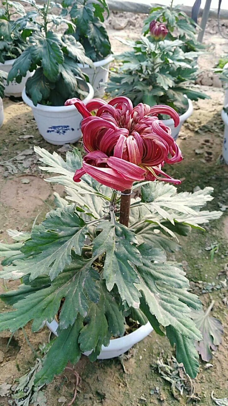 菊花