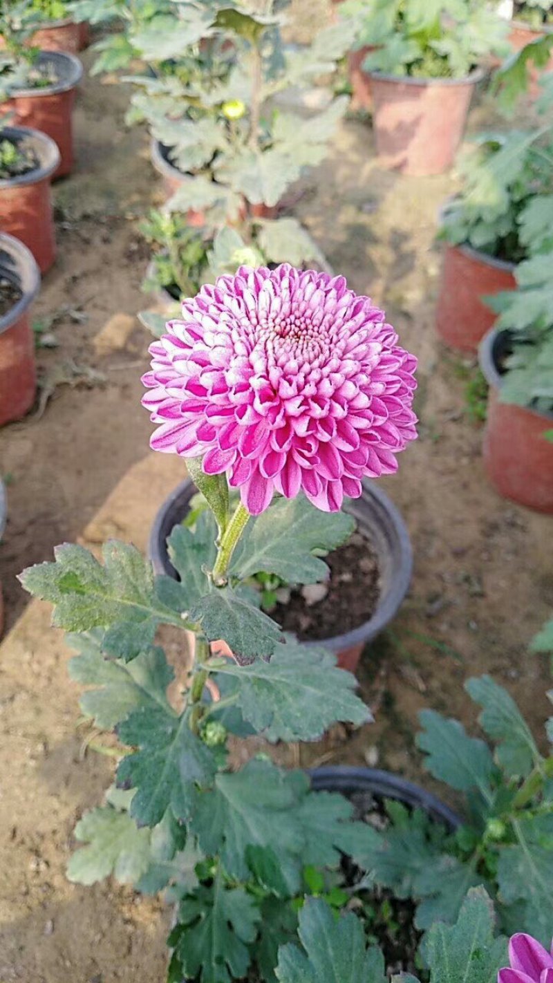 菊花