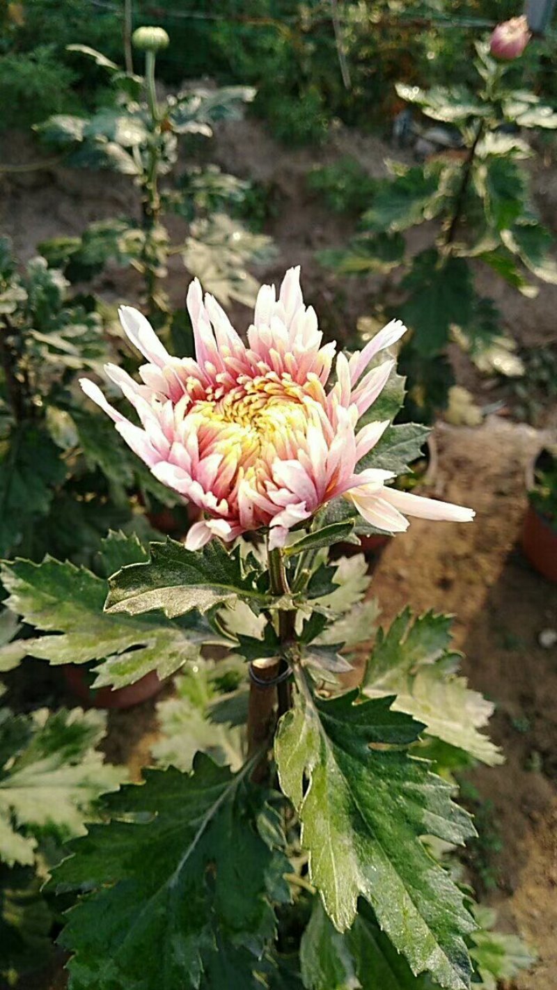 菊花