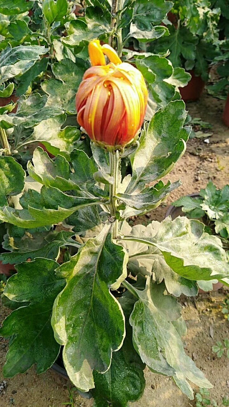 菊花