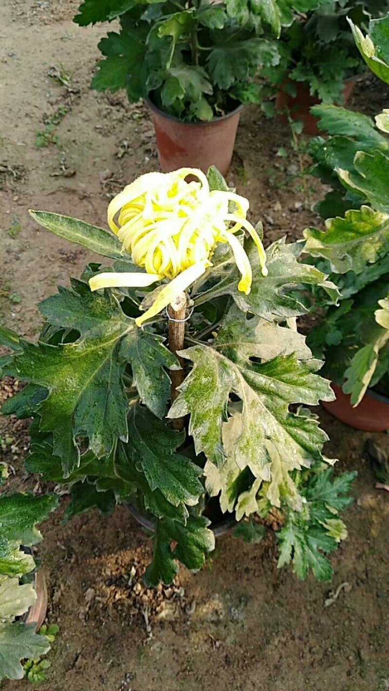 菊花
