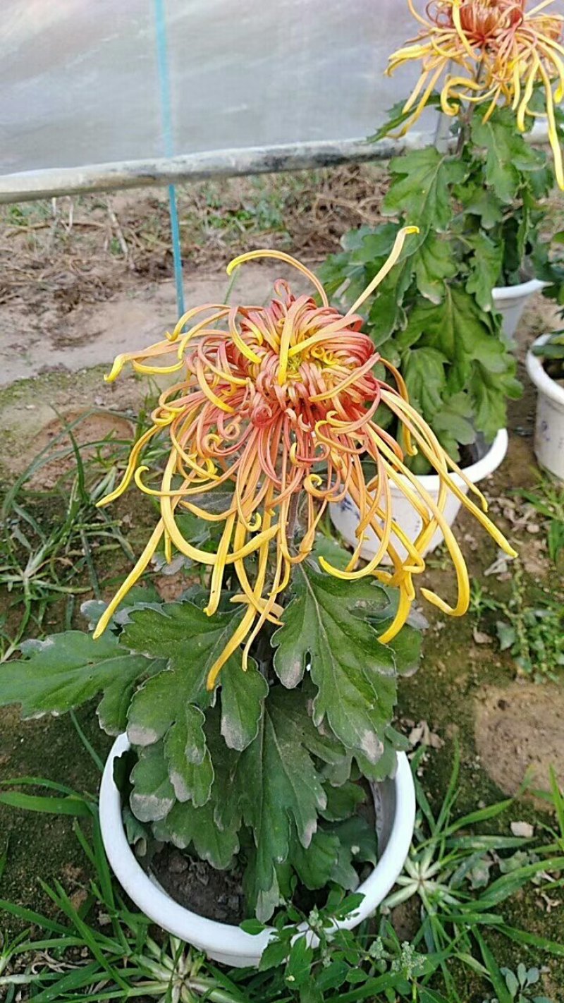 菊花