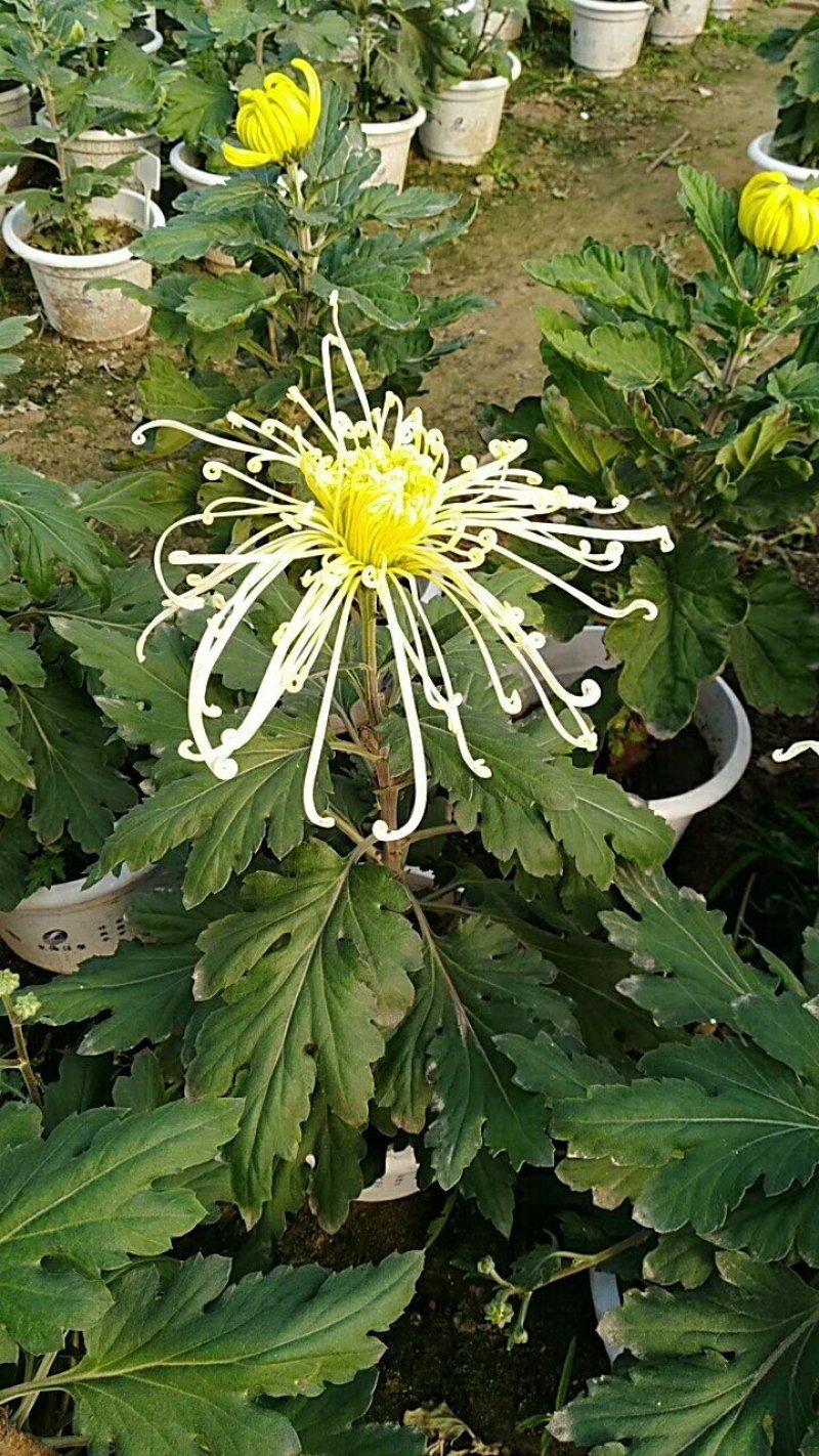 菊花