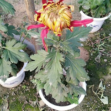 菊花