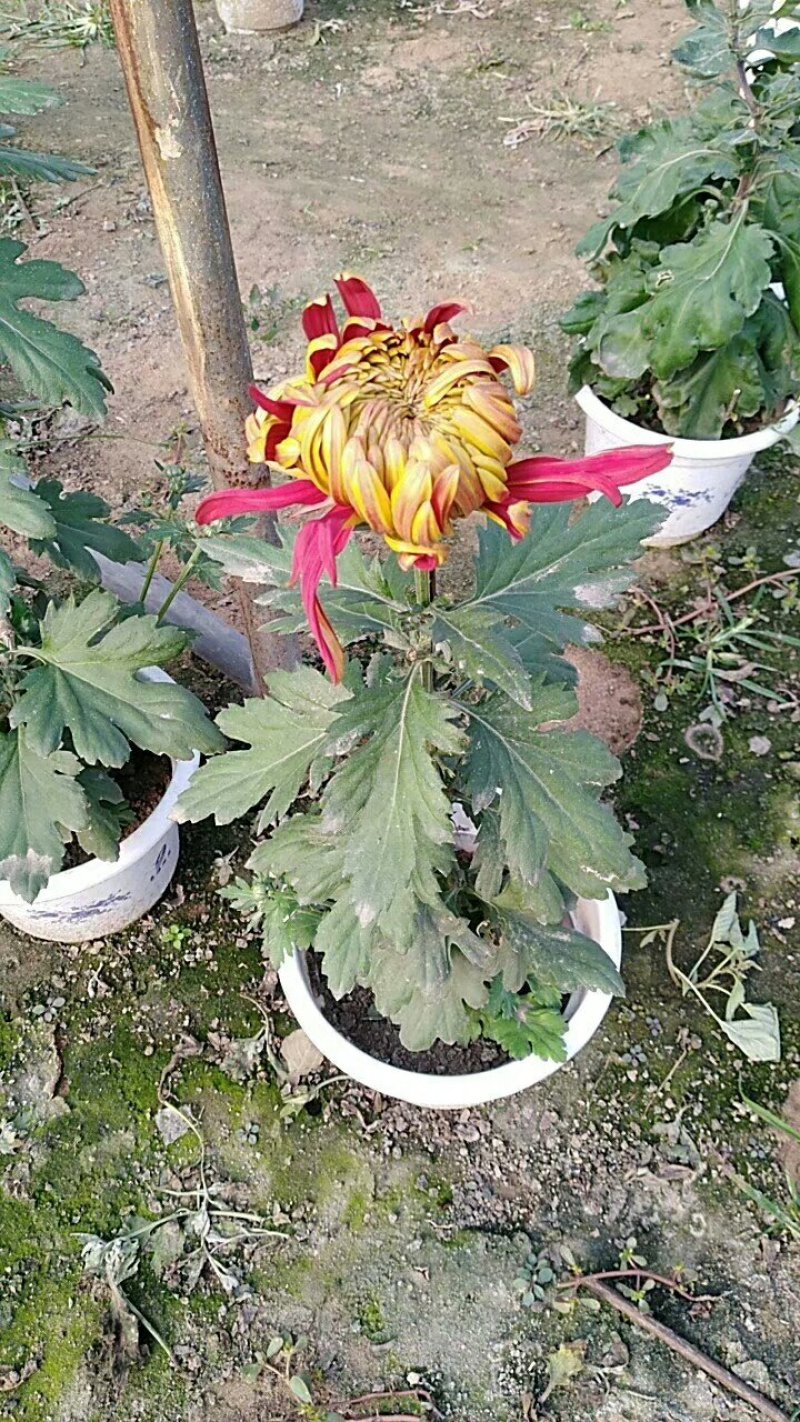 菊花