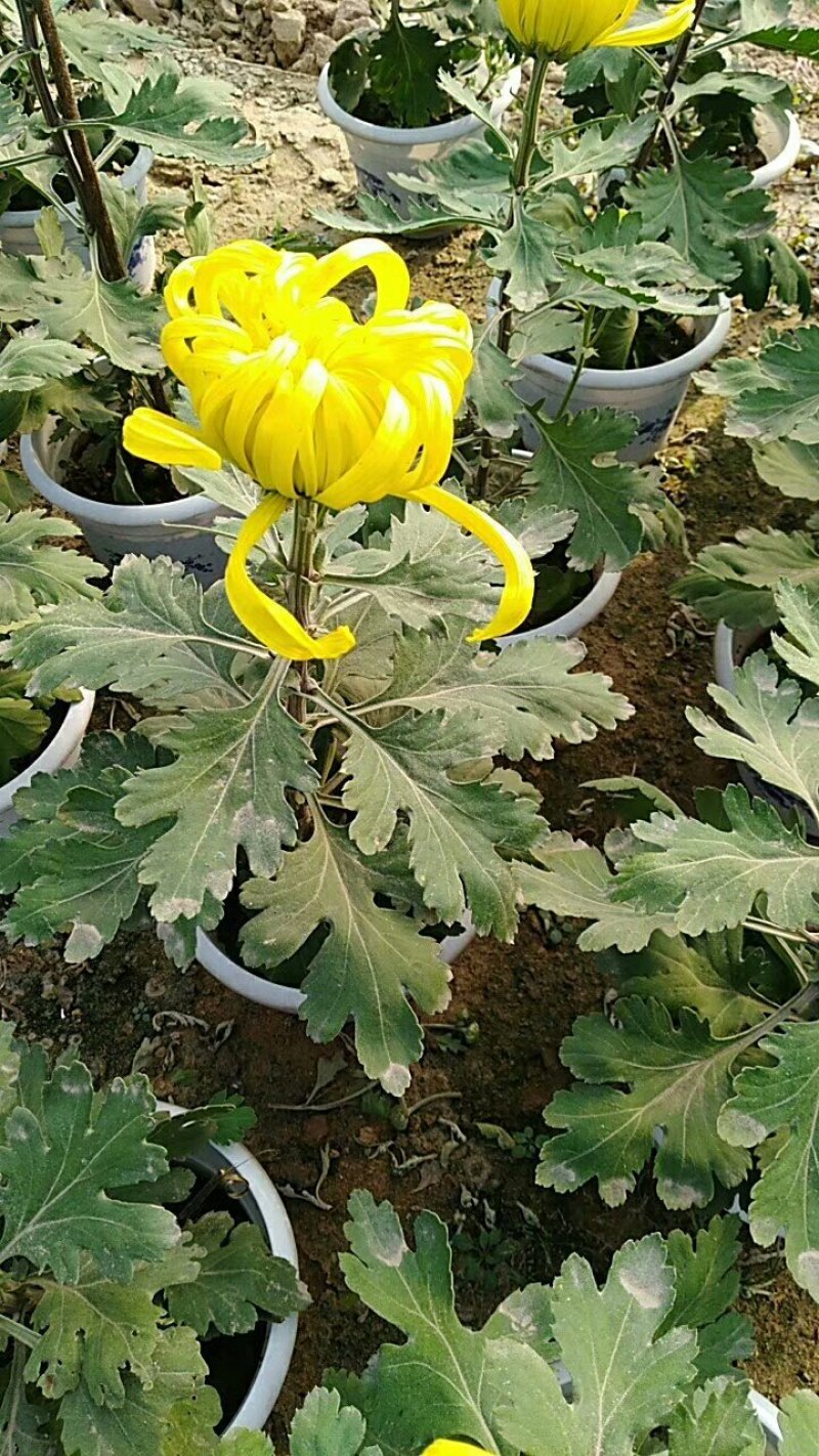 菊花