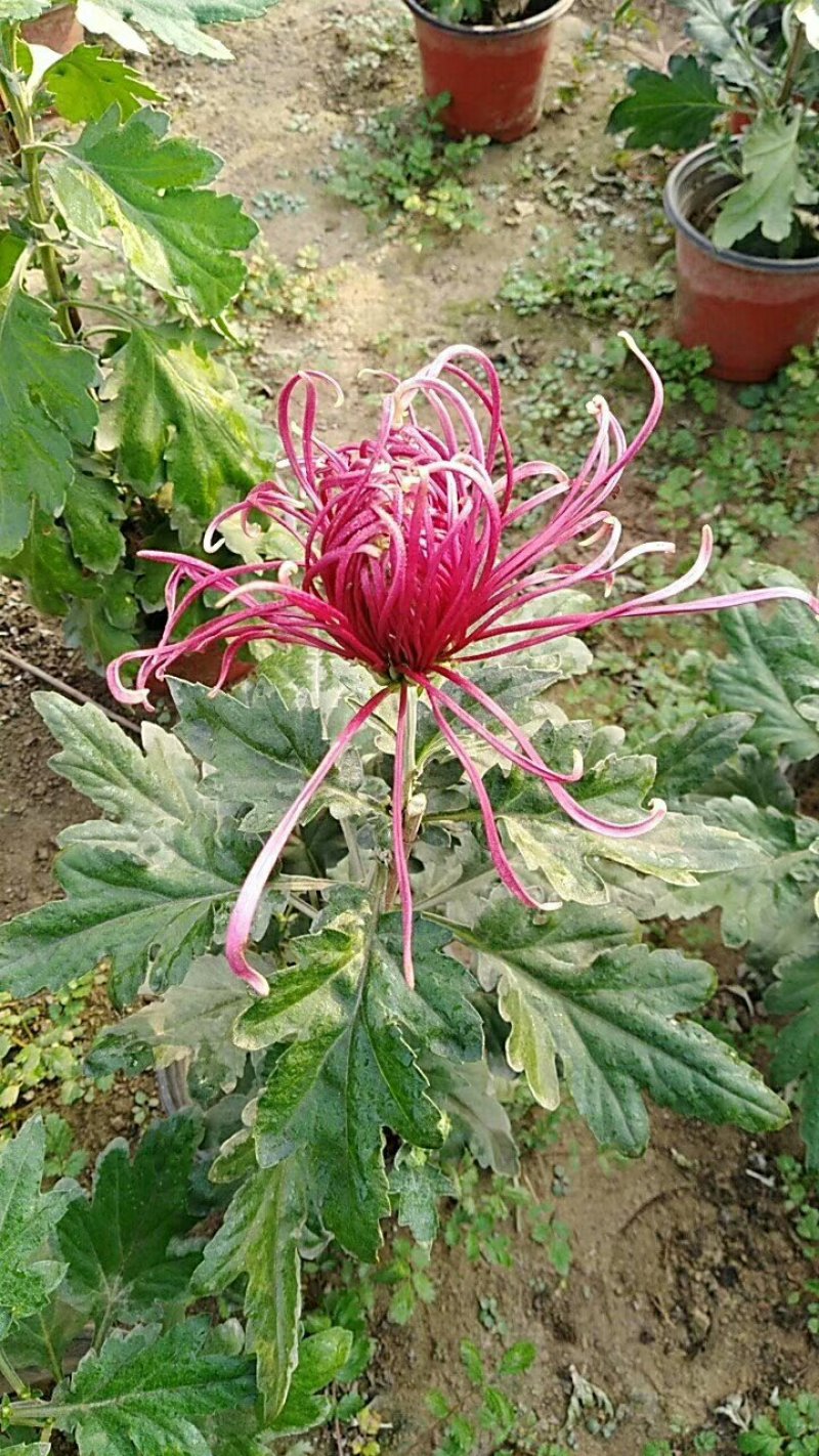 菊花