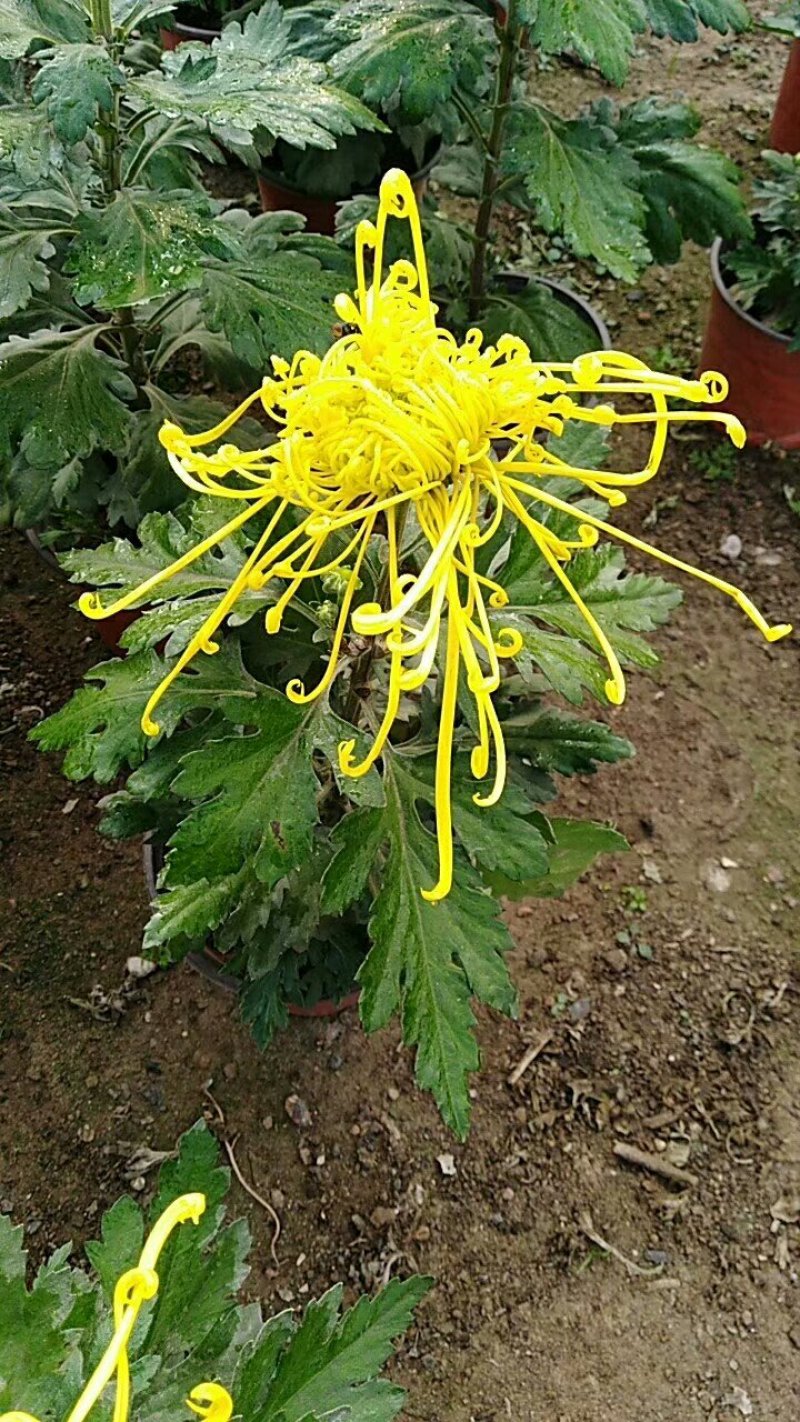 菊花