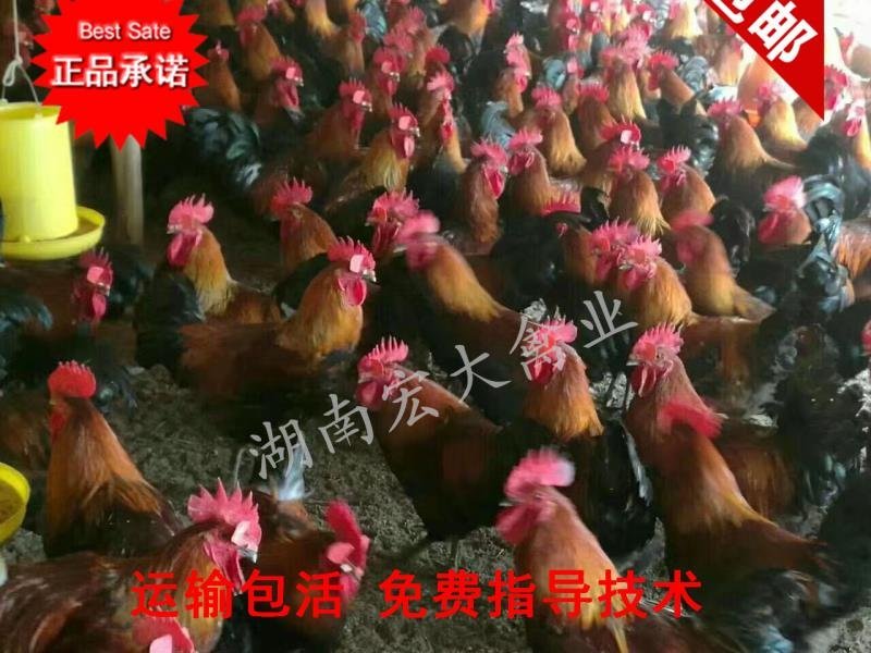 黑瑶鸡红瑶鸡可鉴别公母包质包量包打疫苗直供出壳鸡苗
