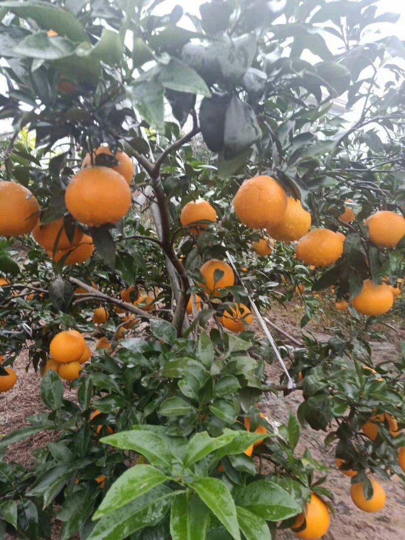 爱媛38