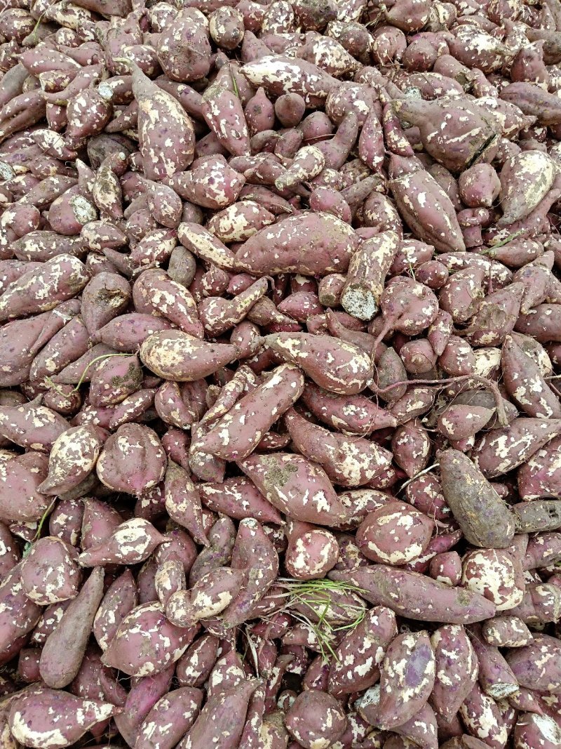 淀粉红薯商暑19工厂货全国发货一首货源