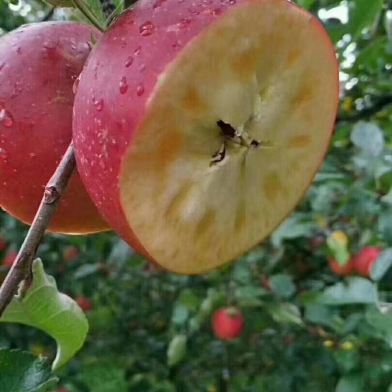 苹果