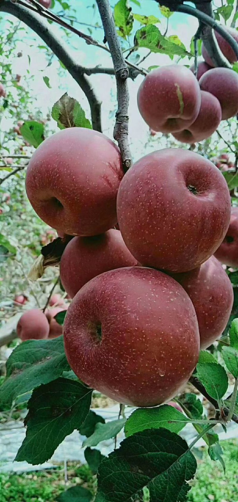 苹果