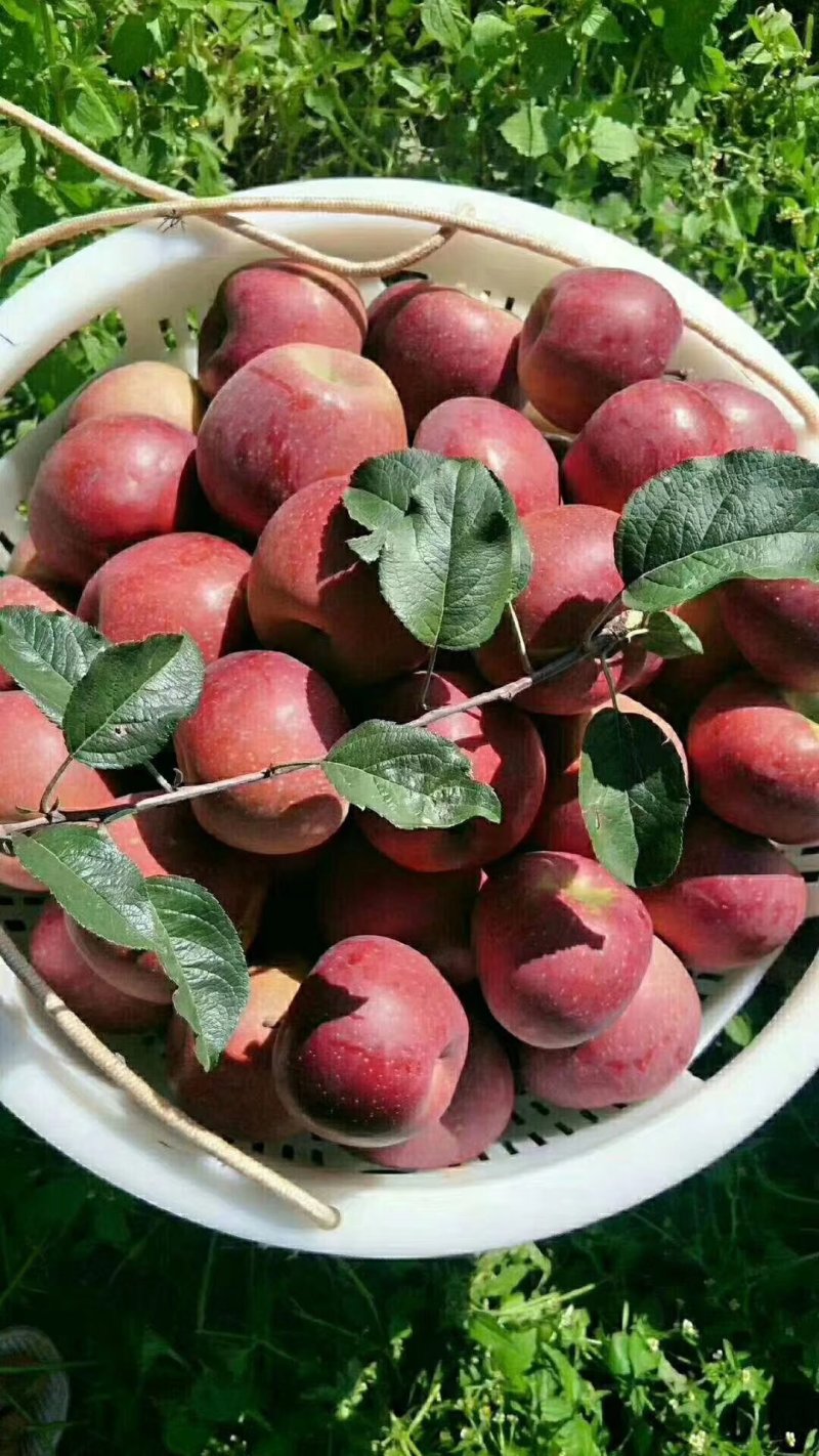 苹果