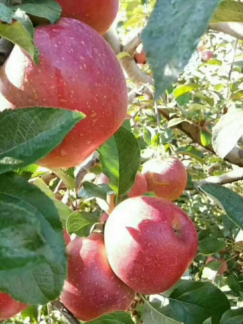 苹果