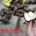 何首乌，纯野生统片