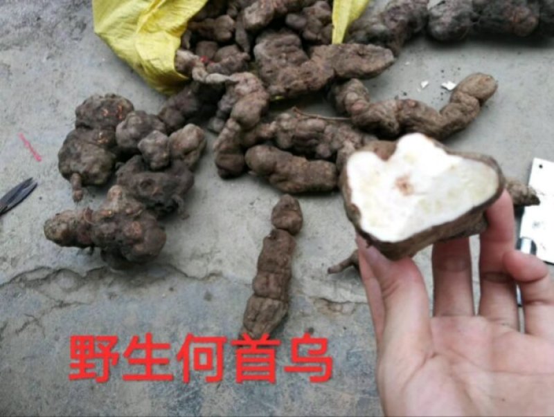 何首乌，纯野生统片