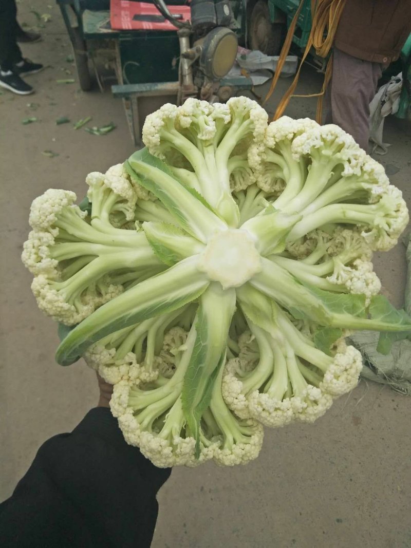 有机花，散花
