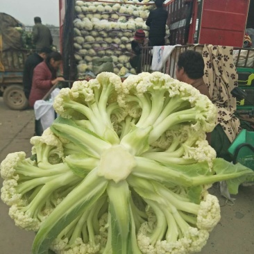 有机花，散花