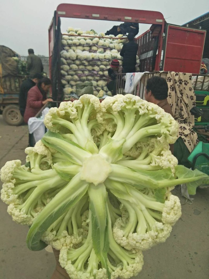 有机花，散花