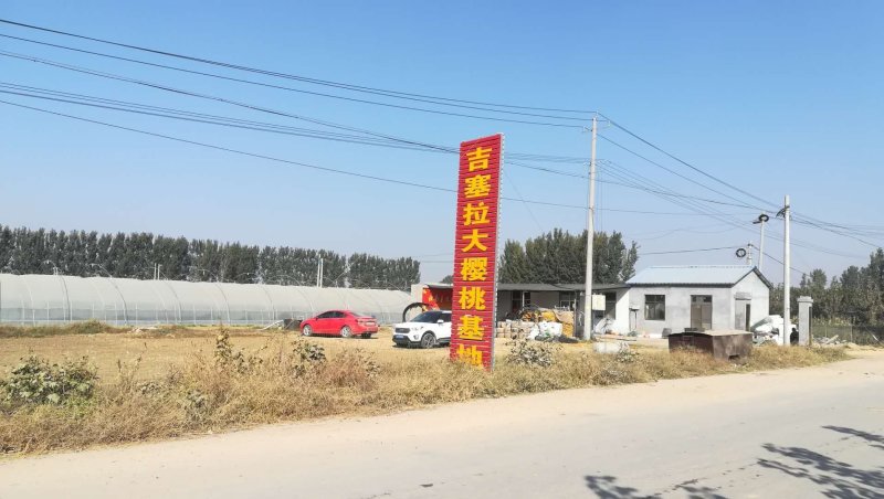 脆甜柿子苗阳丰大秋富有次郎1公分-4公分