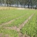 大量香菜上市基地直供品质优可对接市场欢迎咨询来电