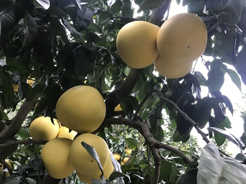 红心蜜柚1.5斤起果皮细腻个头均匀货源充足支持产地直发