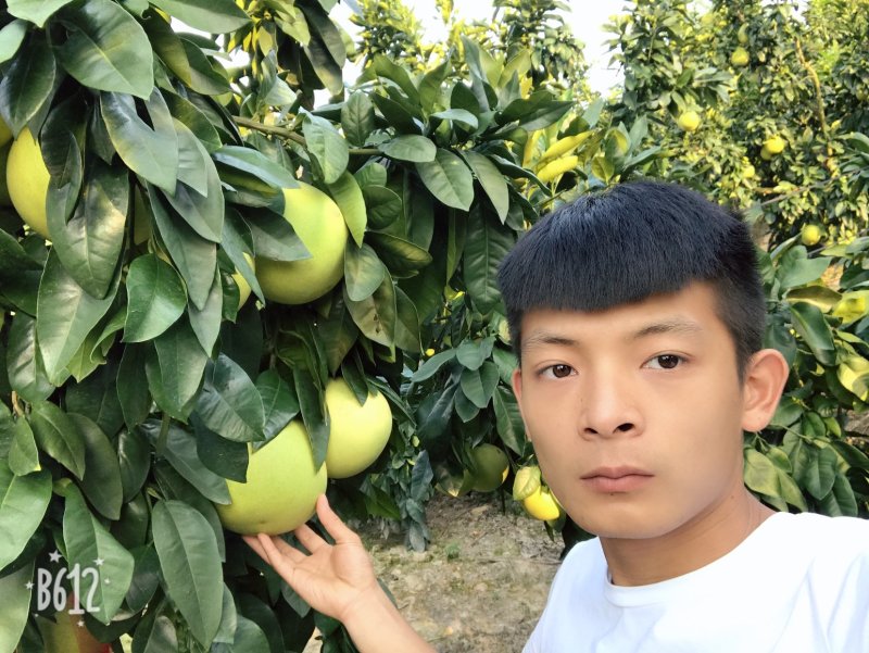 红心蜜柚1.5斤起果皮细腻个头均匀货源充足支持产地直发