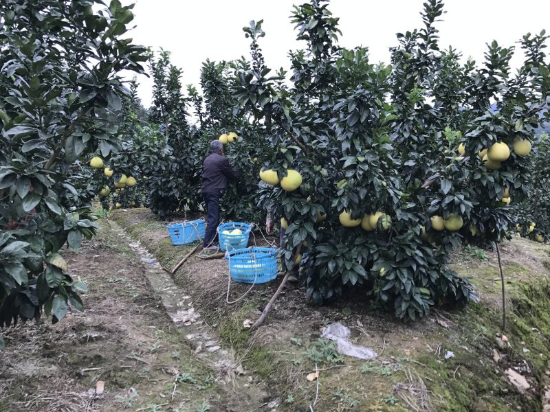 红心蜜柚1.5斤起果皮细腻个头均匀货源充足支持产地直发