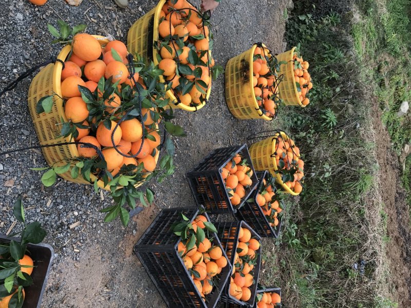 新鲜采摘纽荷尔脐橙70~90mm口感甜美甜蜜多汁