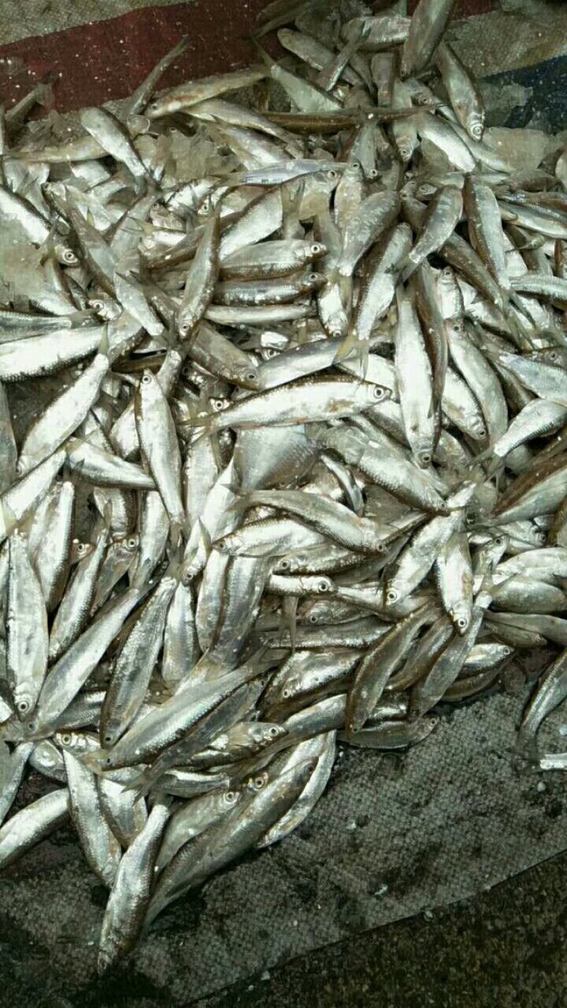 野生蓝刀鱼