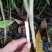 沉香苗：规格苗0.8以上.，需要的联系-