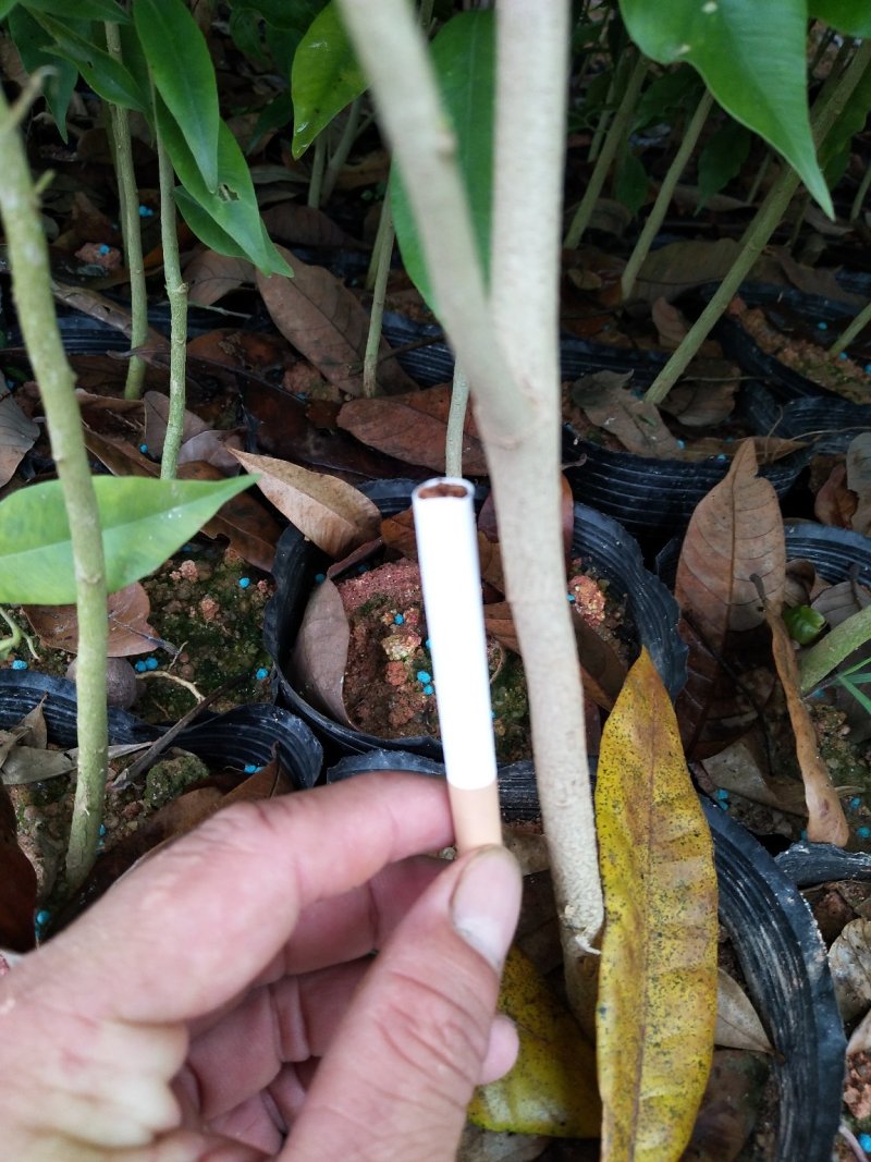 沉香苗：规格苗0.8以上.，需要的联系-