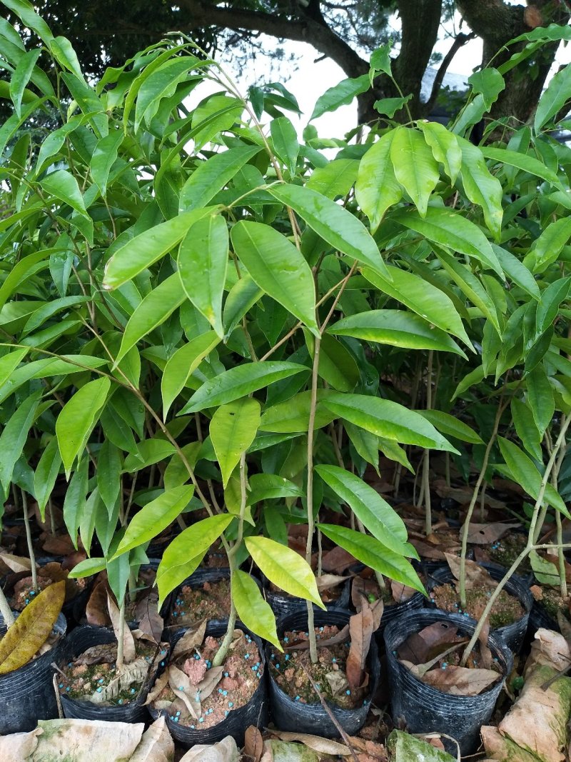 沉香苗：规格苗0.8以上.，需要的联系-