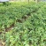 沉香苗：规格苗0.8以上.，需要的联系-