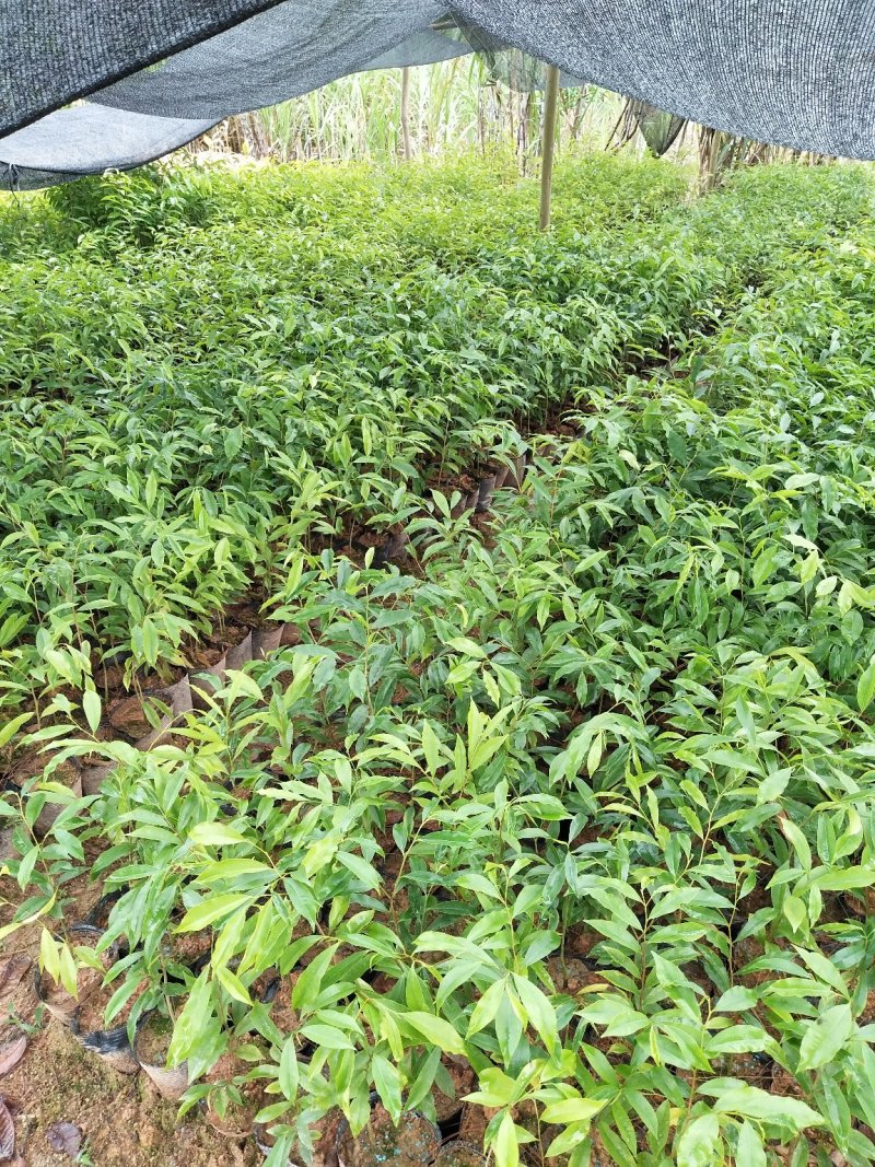 沉香苗：规格苗0.8以上.，需要的联系-