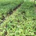 沉香苗：规格苗0.8以上.，需要的联系-