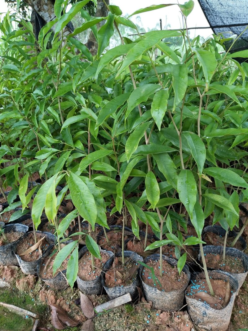 沉香苗：规格苗0.8以上.，需要的联系-