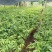 沉香苗：规格苗0.8以上.，需要的联系-